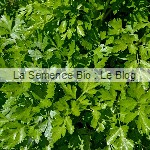 persil engrais vert La Semence Bio