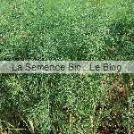 aneth engrais vert La Semence Bio