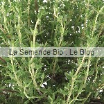 thym engrais vert La Semence Bio