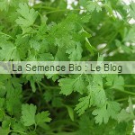 cerfeuil La Semence Bio