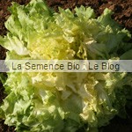 chicoree La Semence Bio