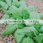 epinard bio - graines pour potager - La La Semence Bio