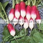 Radis de 18 jours semence bio - jardin potager