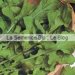 roquette La Semence Bio