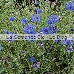 Bleuet bio fleurs - jardin potager