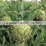 artichaut semence potagere bio La Semence Bio