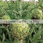 artichaut semence bio - jardin potager