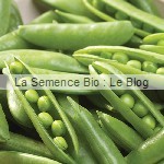 pois - semences potagères bio La Semence Bio