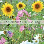 Jachère Fleurie - graine bio - La Semence Bio