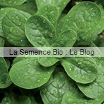 semences bio mâche - La Semence Bio