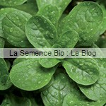 mache - potager La Semence Bio