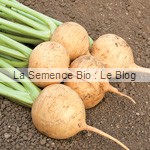 navet boule d'Or - potager La Semence Bio