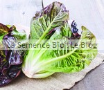 laitue Romaine Parris Island - La Semence Bio - graine potager