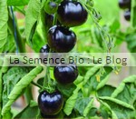 TOMATE OSUE BLUE - semence bio