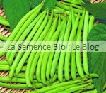 haricot vert Rugally- semences bio - La Semence Bio