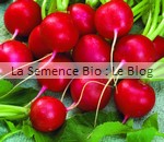 Radis Raxe - La Semence Bio - graine potager