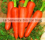 carotte Rothild - La Semence Bio - graine potager