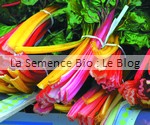 blette Cardes en mélange - La Semence Bio - graine potager