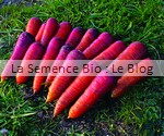 CAROTTE ROUGE SANG - La Semence Bio - graine potager