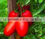 Prince Borghese - la semence bio - graine potager