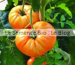 Summer Cider - semence bio tomate