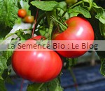 tomate 1884 - la semence bio - potager jardin