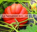 Courge rouge Vif d'Etampes - la semence bio - graine potager