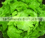  LAITUE POMMEE MERVEILLE D'HIVER - La Semence Bio - graine potager