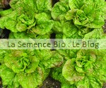  LAITUE ROMAINE GRASSE DE MORGES - La Semence Bio - graine potager