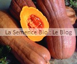 COURGE VIOLINA- semences bio - La Semence Bio