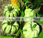 COURGE SWEET DUMPLING PATIDOU- semences bio - La Semence Bio
