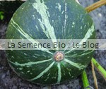 POTIMARRON GREEN HOKKAIDO- semences bio - La Semence Bio