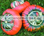 Courge Giraumon Turban