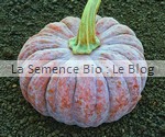COURGE FUTSU BLACK- semences bio - La Semence Bio
