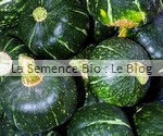 POT31 (2) - COURGE BUTTERCUP- semences bio - La Semence Bio