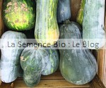 COURGE LANGER VON NEAPLE- semences bio - La Semence Bio