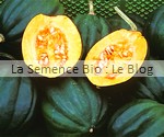 COURGE TABLE ACE- semences bio - La Semence Bio