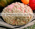 COURGE POTIRON GALEUSE D'EYSINES- semences bio - La Semence Bio