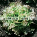 semences laitue jardin potager bio