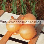 semences d'oignon bio - potager