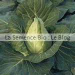 Chou cabus blanc bio - graines pour potager