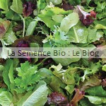 mesclun, jeune pousse - La Semence Bio