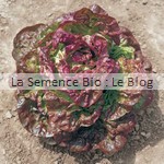 Laitue batavia rouge Grenobloise - graine bio - La Semence Bio