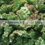 laitue - semence bio - jardin potager
