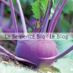 semence bio chou-rave - potager