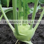 semence bio chou-rave - potager