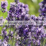 Lavande fleurs bio - jardin potager