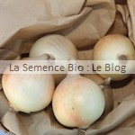 oignon - La Semence Bio - potager