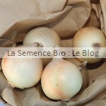 semence bio oignon - potager