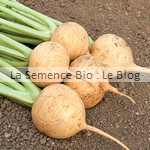 semence bio de navet jaune - jardin potager